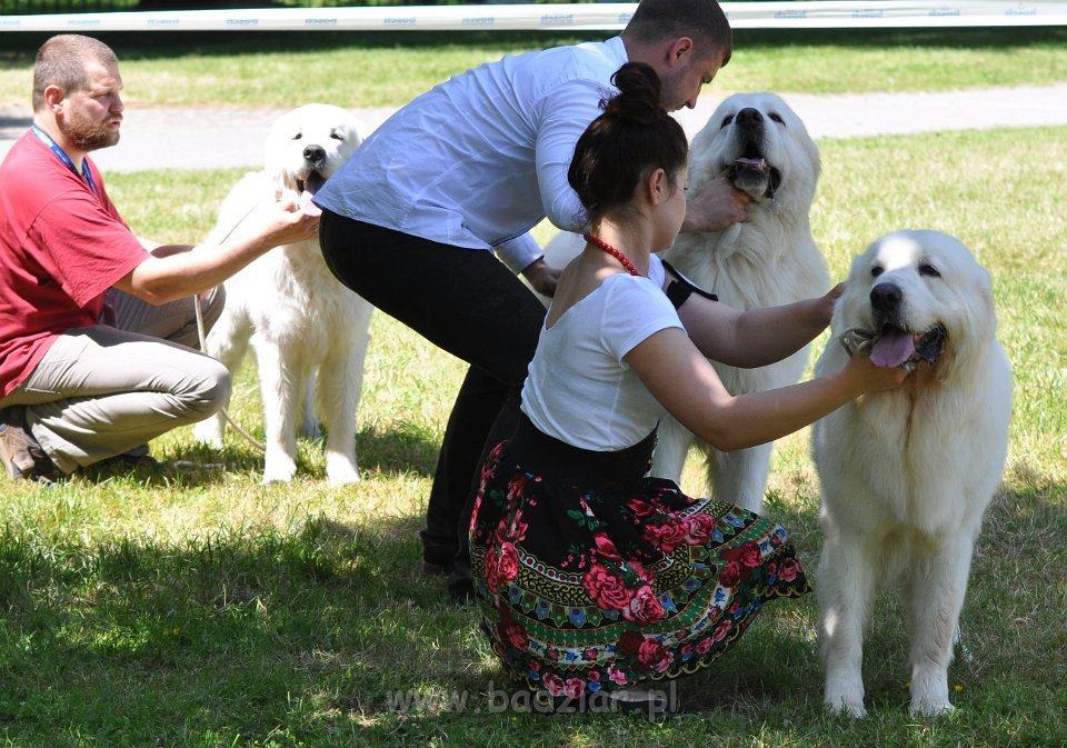 Owczarek Podhalański - Strzelce Opolskie 2014-06-08