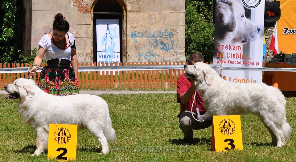 Owczarek Podhalański - Strzelce Opolskie 2014-06-08