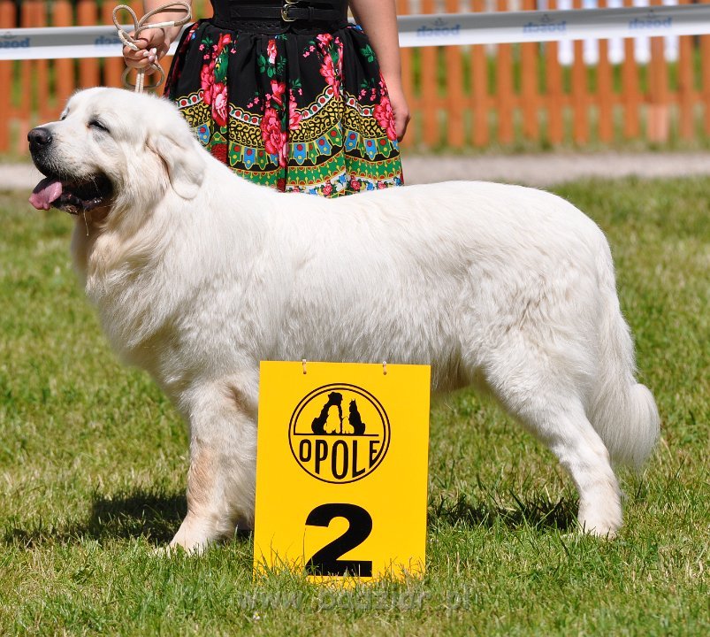 Owczarek Podhalański - Strzelce Opolskie 2014-06-08