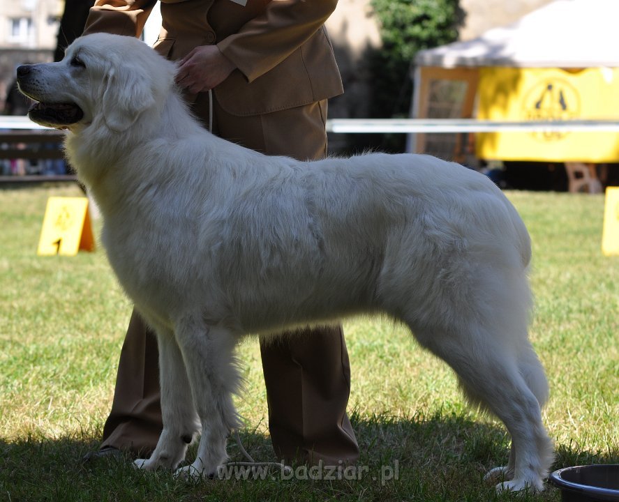Owczarek Podhalański - Strzelce Opolskie 2014-06-08