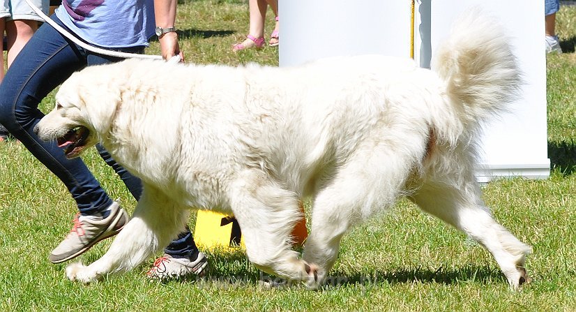 Owczarek Podhalański - Strzelce Opolskie 2014-06-08
