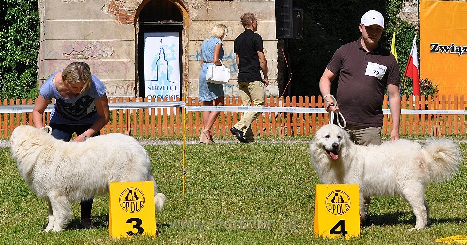 Owczarek Podhalański - Strzelce Opolskie 2014-06-08