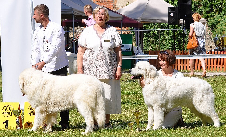 Owczarek Podhalański - Strzelce Opolskie 2014-06-08
