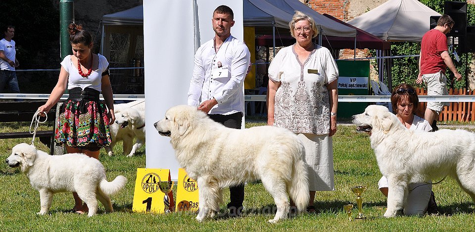 Owczarek Podhalański - Strzelce Opolskie 2014-06-08