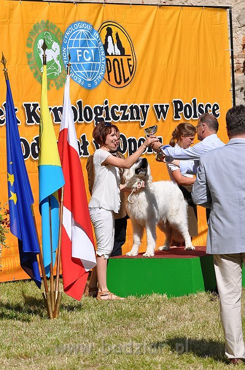 Owczarek Podhalański - Strzelce Opolskie 2014-06-08