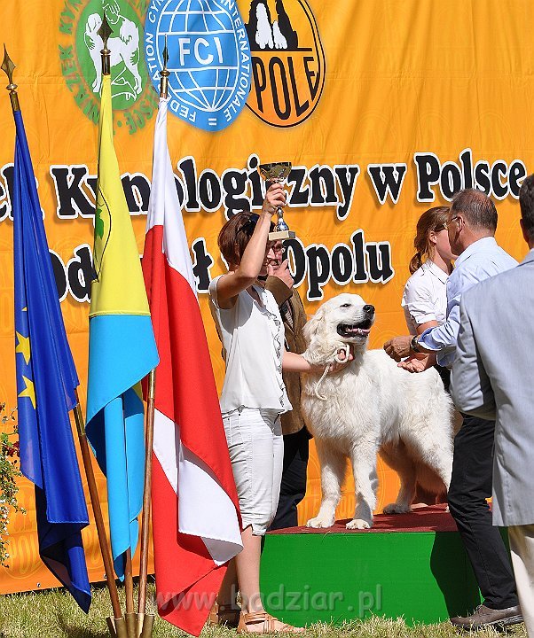 Owczarek Podhalański - Strzelce Opolskie 2014-06-08