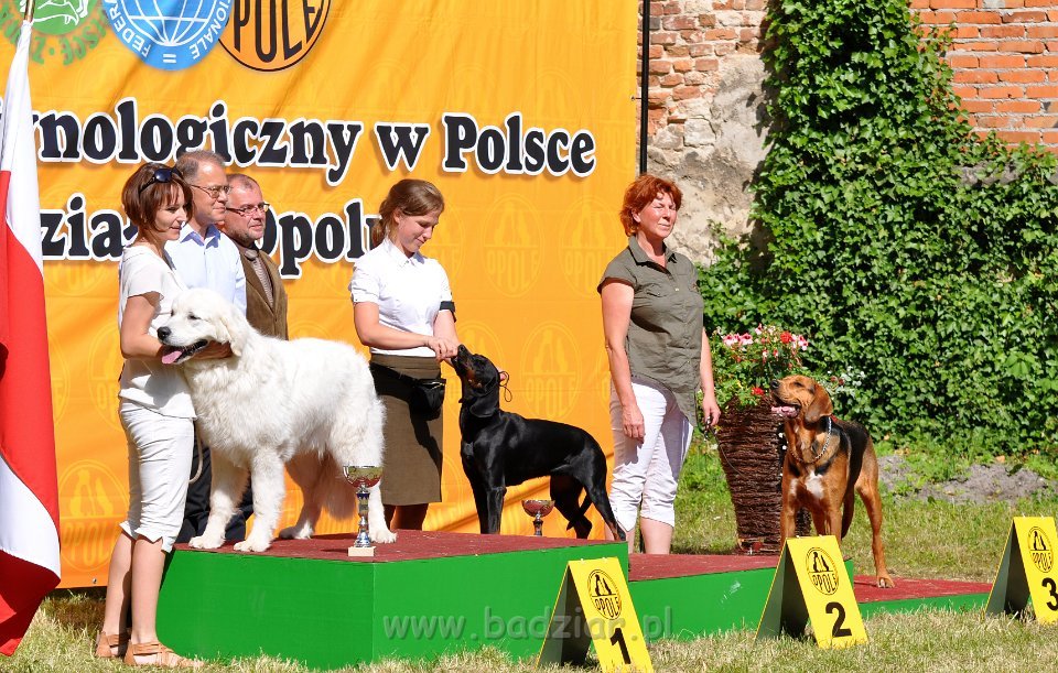 Owczarek Podhalański - Strzelce Opolskie 2014-06-08