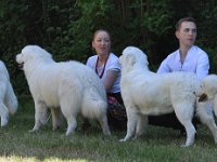Owczarek Podhalański - Strzelce Opolskie 2014-06-08  Owczarek Podhalański - hodowla Alpejskie Zauroczenie (MARCO POLO, MARYNA, GERDA, OFELIA)