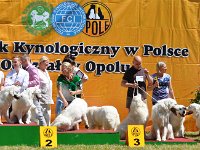 Owczarek Podhalański - Strzelce Opolskie 2014-06-08  Owczarek Podhalański - Alpejskie Zauroczenie, z Jagusi Zagrody, Artorius, Badziar