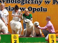 Owczarek Podhalański - Strzelce Opolskie 2014-06-08  Owczarek Podhalański - potomstwo FINEZJI-GORZAŁKI Filos (KONWALIA z Jagusi Zagrody, AURELIA z Jagusi Zagrody, TAYLA z Jagusi Zagrody)