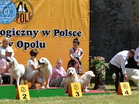 Owczarek Podhalański - Strzelce Opolskie 2014-06-08  Owczarek Podhalański - Pary Hodowlane: I - TULIPAN Chluba Liliowej Przełęczy i KONWALIA z Jagusi Zagrody, II - BUDRYS Dolina Małej Panwi i WILEJKA Ballada o Wędrowaniu, III - FILO Duży Biały Pies i OFELIA Alpejskie Zauroczenie, IV - MARCO POLO Alpejskie Zauroczenie i GERDA Alpejskie Zauroczenie