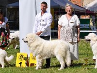 Owczarek Podhalański - Strzelce Opolskie 2014-06-08  Owczarek Podhalański - od lewej: OFELIA Alpejskie Zauroczenie, HUGO BOSS Des Arcanes D'Hermes, BUDRYS Dolina Małej Panwi