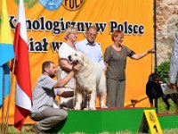 Owczarek Podhalański - Strzelce Opolskie 2014-06-08  Owczarek Podhalański - BAŁAMUTKA BEJA Badziar - BIS Weteranów lok.I