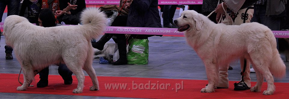 Owczarek Podhalański