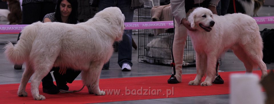 Owczarek Podhalański