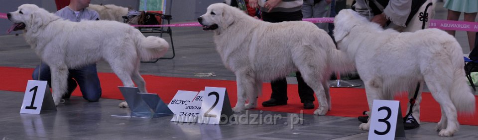 Owczarek Podhalański