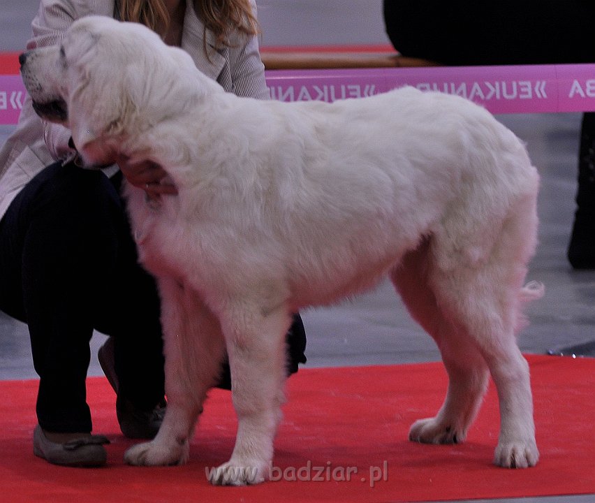 Owczarek Podhalański