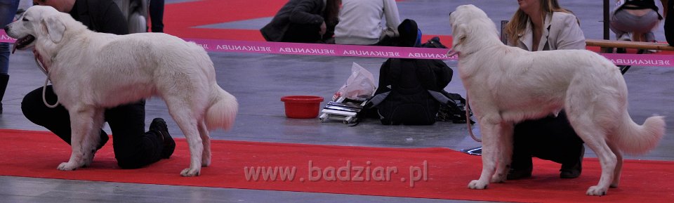 Owczarek Podhalański