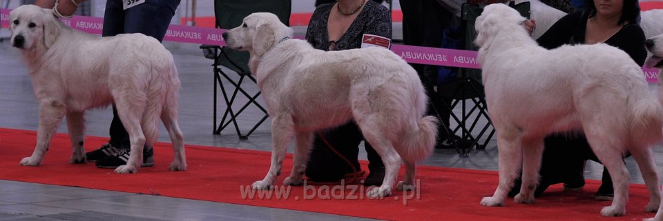 Owczarek Podhalański