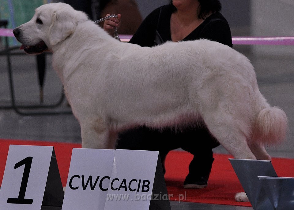 Owczarek Podhalański