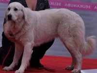 Owczarek Podhalański  Owczarek Podhalański - AZALIA de Ludwików