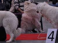 Owczarek Podhalański  Owczarek Podhalański - od lewej: AZALIA de Ludwików, AKSAMITKA z Jagusi Zagrody