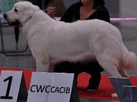 Owczarek Podhalański  Owczarek Podhalański - BERGA Buschwinkel