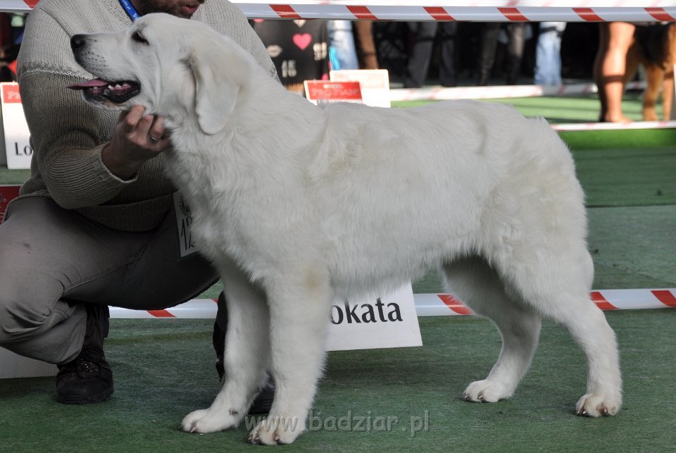 Owczarek Podhalański 