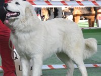 Owczarek Podhalański  Owczarek Podhalański - PYZDRA Chosna