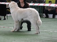 Owczarek Podhalański  Owczarek Podhalański - od lewej: CYNIA Chosna, BERGA Buschwinkel, KONWALIA z Jagusi Zagrody