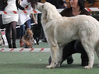 Owczarek Podhalański  Owczarek Podhalański - od lewej: CYNIA Chosna, BERGA Buschwinkel, KONWALIA z Jagusi Zagrody