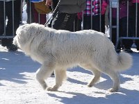 Owczarek Podhalański  Owczarek Podhalański - KRASNY Mała Dolina