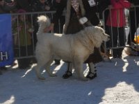 Owczarek Podhalański  Owczarek Podhalański - od lewej: KRASNY Mała Dolina, SWORNIK z Butorowego Wierchu. WIRŚKO z Borowej Strągi