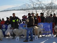 Owczarek Podhalański  Owczarek Podhalański - od lewej: WIRŚKO z Borowej Strągi, KRASNY Mała Dolina, HARNAŚ, SWORNIK z Butorowego Wierchu