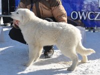 Owczarek Podhalański  Owczarek Podhalański - LEJDI LAMIA Badziar