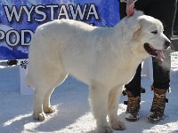 Owczarek Podhalański  Owczarek Podhalański - COCA Alpejskie Zauroczenie