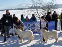 Owczarek Podhalański  Owczarek Podhalański - od lewej: COCA Alpejskie Zauroczenie, KOŁYSANKA Reksor, BONA z Butorowego Wierchu, RUSAŁKA z Miętustwa