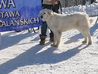 Owczarek Podhalański  Owczarek Podhalański - od lewej: POLKA z Borowej Strągi, TURNIA, LUNA DORA Michałowe Ranczo