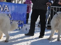 Owczarek Podhalański  Owczarek Podhalański - od lewej: LUNA DORA Michałowe Ranczo, POLKA z Borowej Strągi, TURNIA
