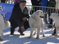 Owczarek Podhalański  Owczarek Podhalański - od lewej: LUNA DORA Michałowe Ranczo, POLKA z Borowej Strągi, TURNIA