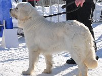 Owczarek Podhalański  Owczarek Podhalański - ATENA Spod Skałki Rogoźnickiej