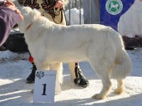 Owczarek Podhalański  Owczarek Podhalański - TAJGA z Butorowego Wierchu