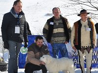 Owczarek Podhalański  Owczarek Podhalański - LEJDI LAMIA Badziar