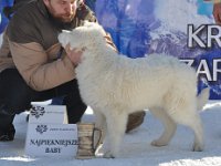 Owczarek Podhalański  Owczarek Podhalański - LEJDI LAMIA Badziar