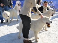 Owczarek Podhalański  Owczarek Podhalański - MAJOR od Starzecha, COCA Alpejskie Zauroczenie, LUNA DORA Michałowe Ranczo, WIRŚKO z Borowej Strągi