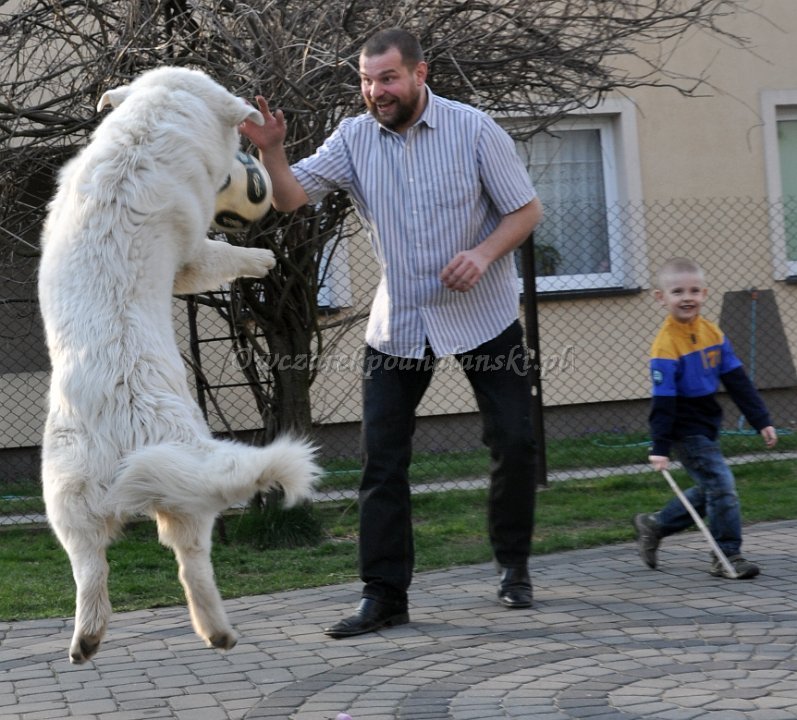 Owczarek Podhalański
