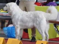 Owczarek Podhalański  Owczarek Podhalański - LADY