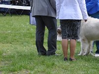 Owczarek Podhalański  Owczarek Podhalański - od lewej: BUDRYS Dolina Małej Panwi, GOŹDZIK Kalong, ZBÓJNIK Chosna