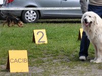Owczarek Podhalański  Owczarek Podhalański - od lewej: BUDRYS Dolina Małej Panwi, ZBÓJNIK Chosna