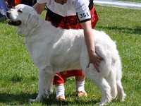 Owczarek Podhalański  Owczarek Podhalański - KALINA Alpejskie Zauroczenie